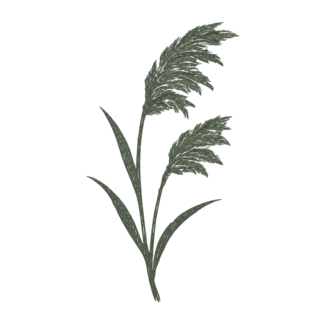 Sage-green botanical reed illustration